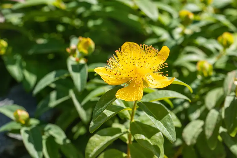 hypericum calycinum P9 - afbeelding 1