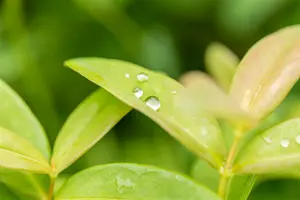 hypericum calycinum P9 - afbeelding 3