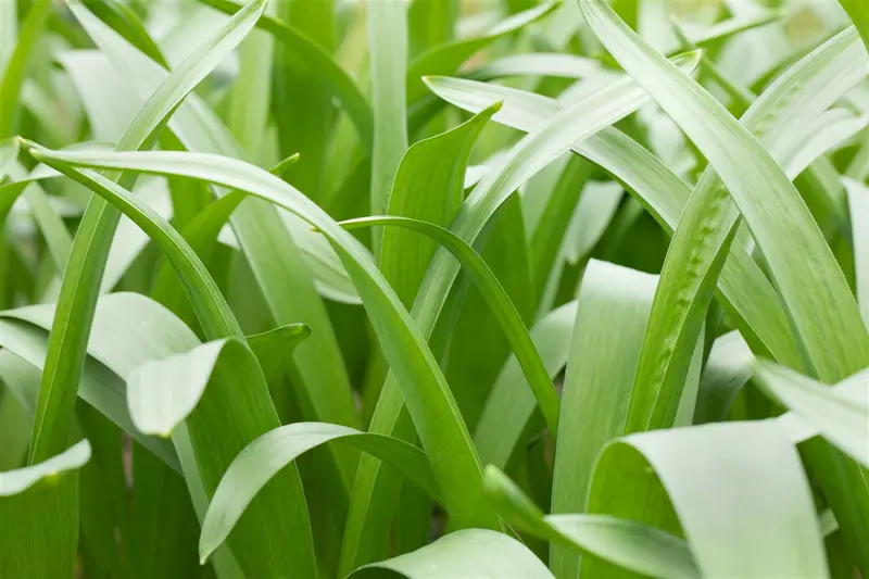 Camassia cusickii P9