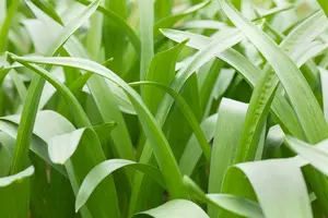 Camassia cusickii P9