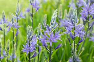 camassia esculenta ( c. quamash)
