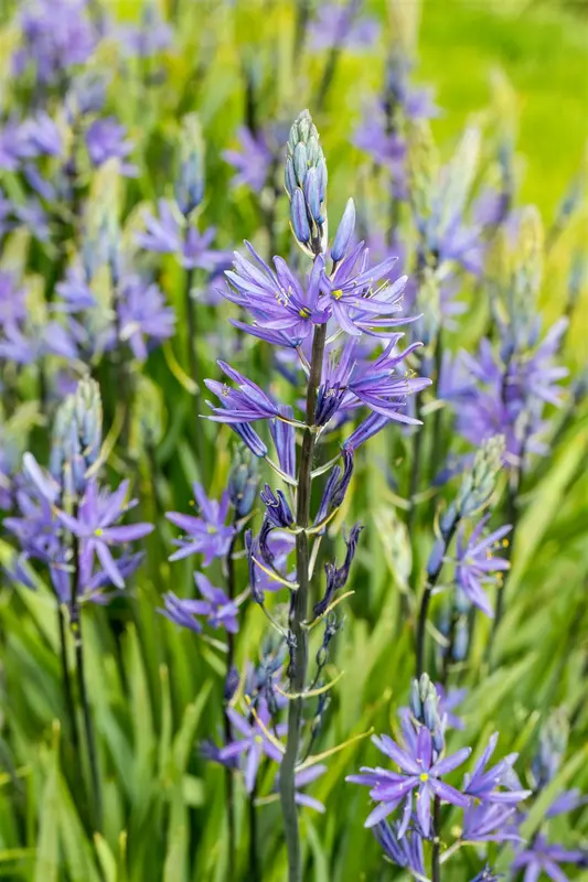 Caerulea - afbeelding 3