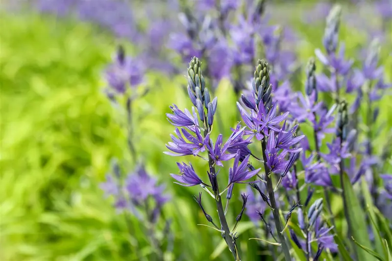 Caerulea - afbeelding 1