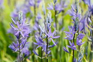 Caerulea - afbeelding 5