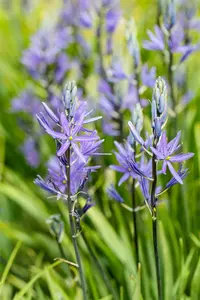 Caerulea - afbeelding 9