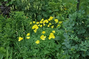meconopsis cambrica P9 - afbeelding 5