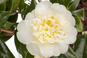 Camellia j. 'Brushfield's Yellow' 40- 50   C5 - afbeelding 1