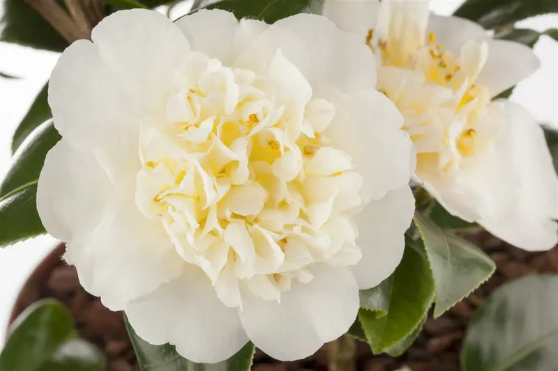 Camellia j. 'Brushfield's Yellow' 40- 50   C5 - afbeelding 2