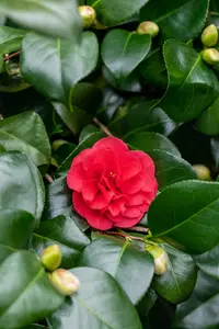 Camellia j. 'Lady Campbell' 40- 50   C