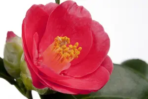 camellia japonica in soorten-en var (50- 60cm) - afbeelding 3