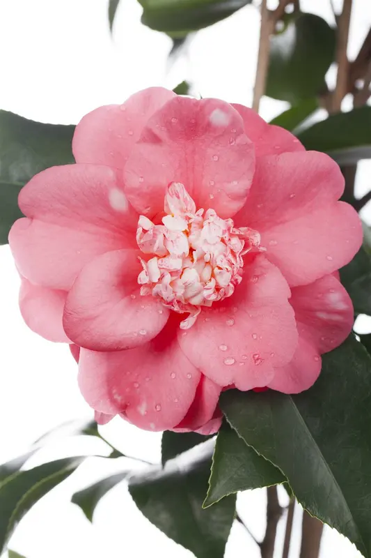 Camellia japonica in soorten-en var 60- 80   C5 - afbeelding 5