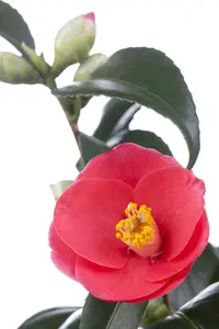 Camellia japonica rood-rouge 60- 80   C5 - afbeelding 2
