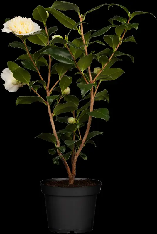 Camellia japonica rood-rouge 60- 80   C5 - afbeelding 5