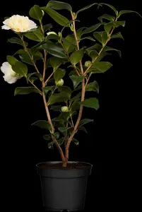 Camellia japonica rood-rouge 60- 80   C5 - afbeelding 5