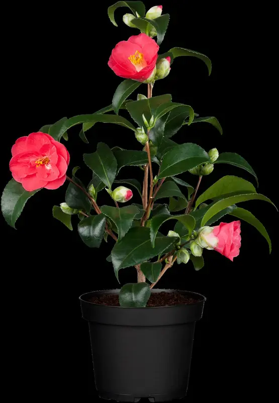 Camellia japonica rood-rouge 60- 80   C5 - afbeelding 4