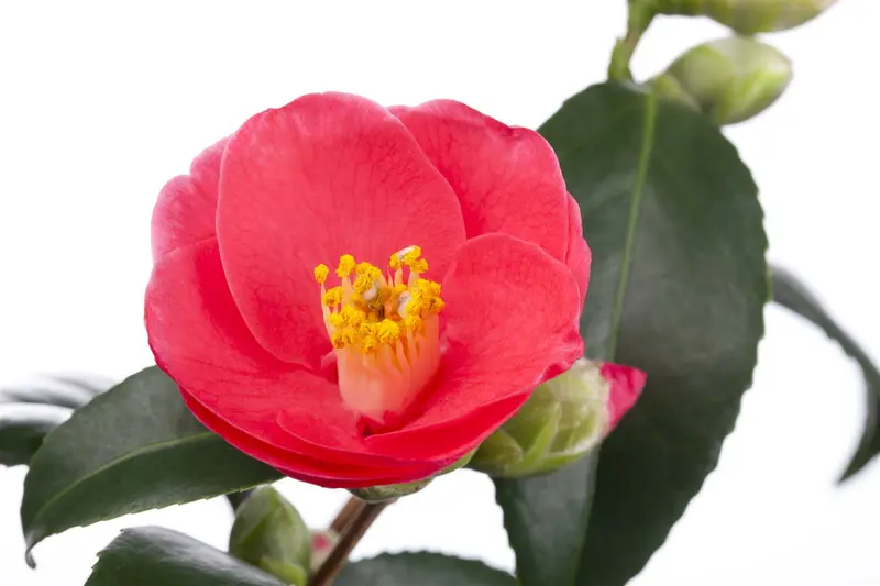 Camellia japonica wit-blanc 50- 60   C3 - afbeelding 1