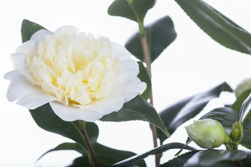 Camellia japonica wit-blanc 50- 60   C3 - afbeelding 4