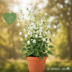 Campanula alliariifolia P9