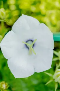 Weiße Clips - afbeelding 5
