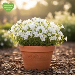 Campanula cochleariifolia 'White Baby' P9