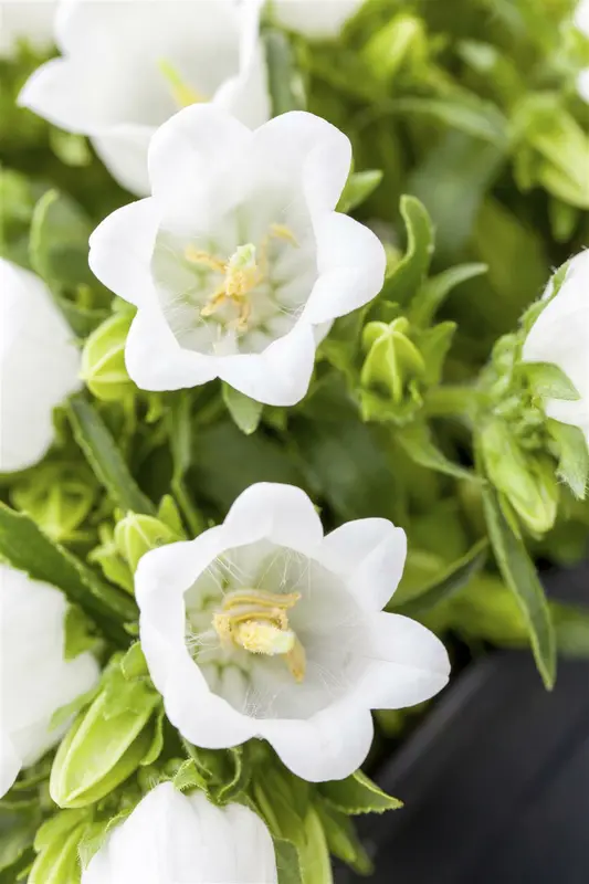 campanula cochleariifolia alba P10.5 - afbeelding 1