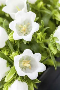 campanula cochleariifolia alba P10.5 - afbeelding 1