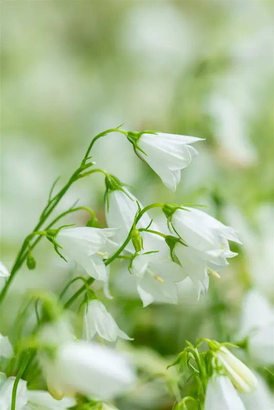 campanula cochleariifolia alba P10.5 - afbeelding 3