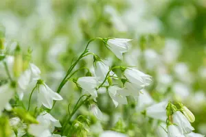 campanula cochleariifolia alba P10.5 - afbeelding 2
