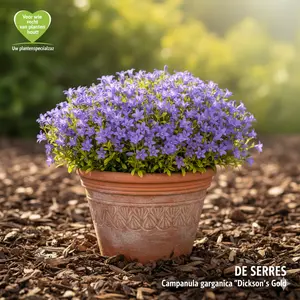 Campanula garganica 'Dickson´s Gold' P9