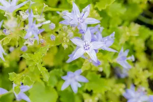 garganica - afbeelding 7