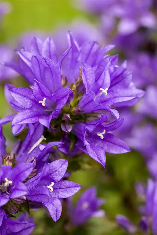 Campanula glom. 'Emerald' P9 - afbeelding 1