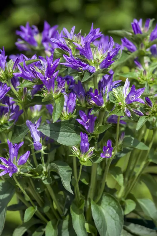 Campanula glom. 'Emerald' P9 - afbeelding 3