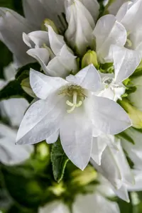 Campanula glom. 'Emerald' P9 - afbeelding 5