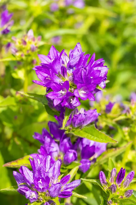 campanula glomerata acaulis P10.5 - afbeelding 4