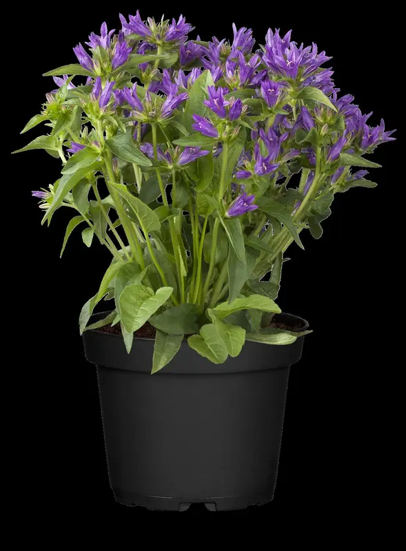 campanula glomerata acaulis P10.5 - afbeelding 1