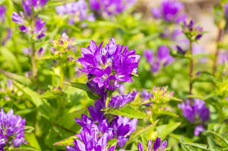campanula glomerata acaulis P10.5 - afbeelding 3