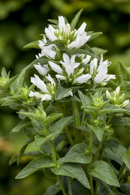 campanula glomerata alba P10.5 - afbeelding 2