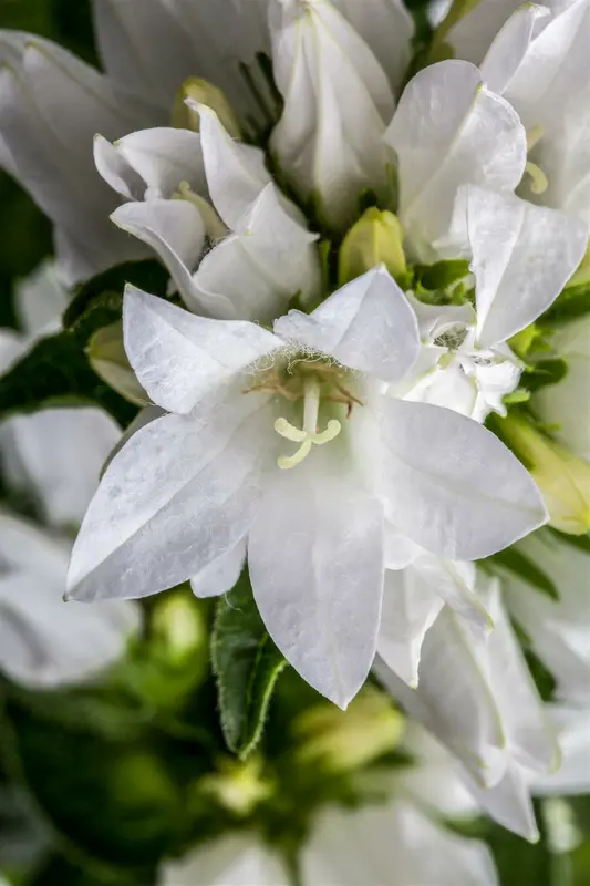 campanula glomerata alba P10.5 - afbeelding 4