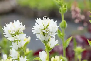 campanula glomerata alba P10.5 - afbeelding 5