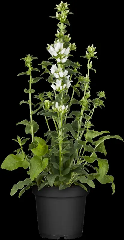 campanula glomerata alba P10.5 - afbeelding 3