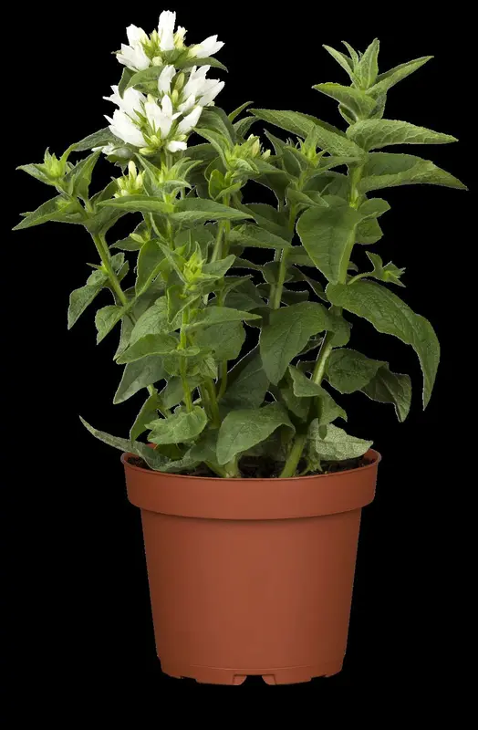 campanula glomerata alba P10.5 - afbeelding 1