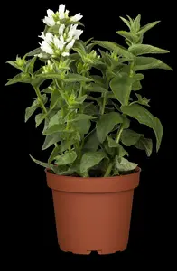 campanula glomerata alba P10.5 - afbeelding 1