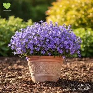 Campanula hybr. 'Elizabeth' P9