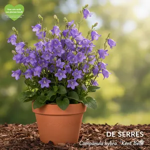 Campanula hybr. 'Kent Belle' P9