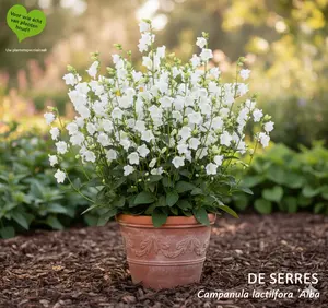 Campanula lactiflora 'Alba' P9