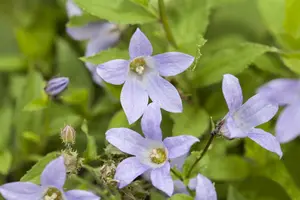 Campanula lact. 'Border Blues' ('madiwiho') P9