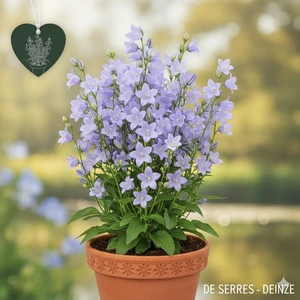 Campanula lactiflora 'Senior' P9