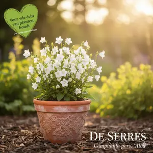 Campanula persicifolia 'Alba' P9
