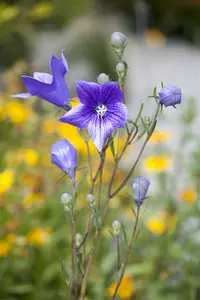 Campanula pers. 'Resholt Variety' P9 - afbeelding 2