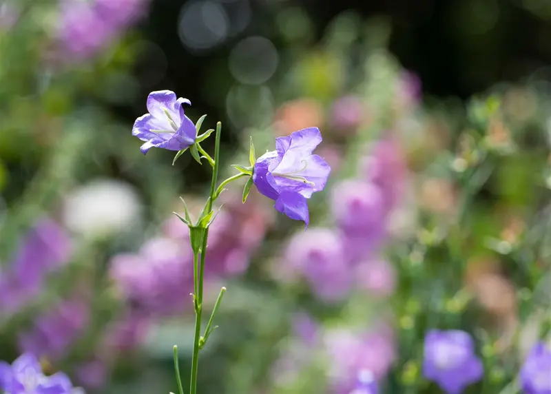 Campanula pers. 'Resholt Variety' P9 - afbeelding 5
